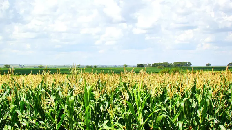 O que são adjuvantes agrícolas?