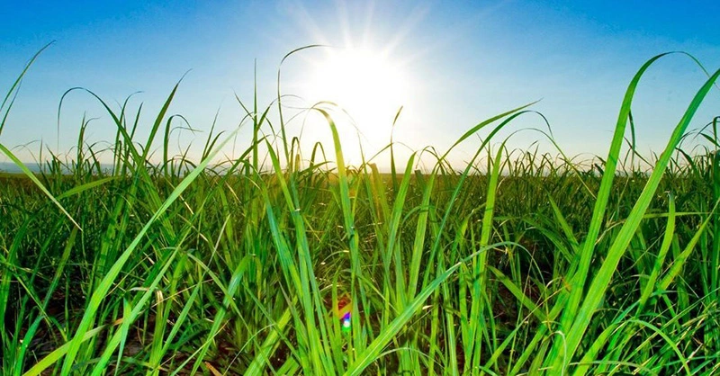 Produção de cana de açúcar tem cenário positivo em Goiás