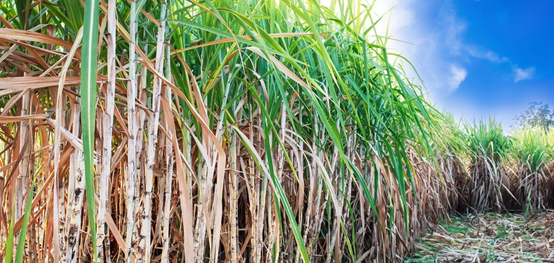Qual a importância do Power Cana para o crescimento da cana de açúcar?
