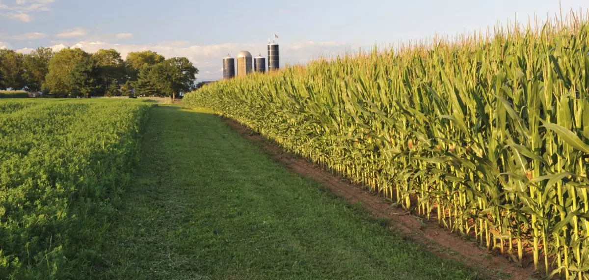 Como funciona o estimulante agrícola?