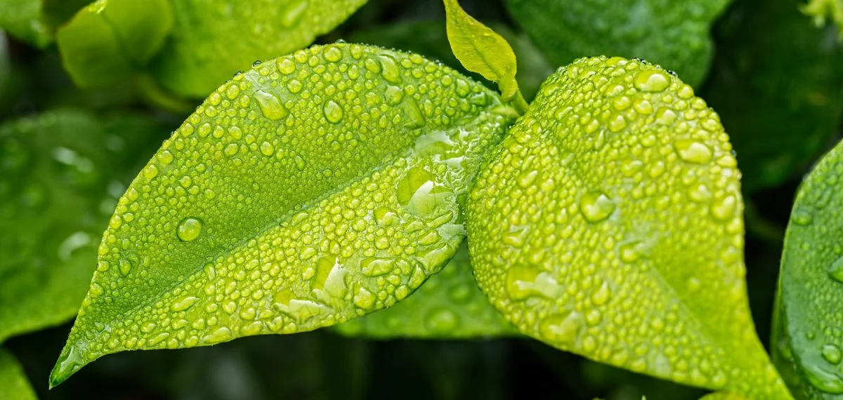 Por que o Startec é o adjuvante agrícola ideal para pulverização?