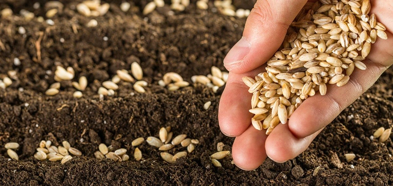 Como devem ser realizado o tratamento de sementes?