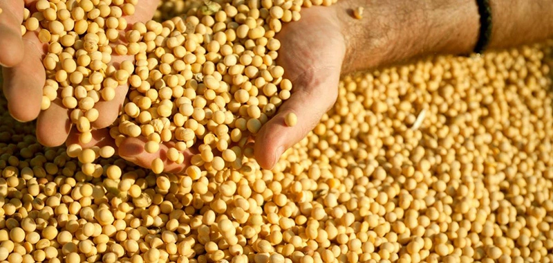 A importância do tratamento de sementes de soja