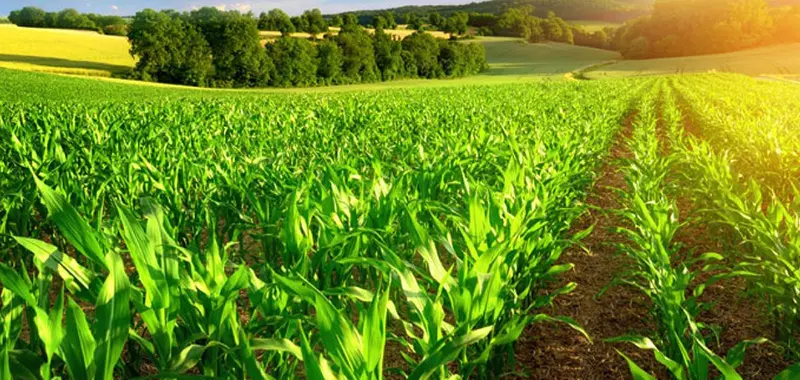 Para que serve um antiespumante agrícola?