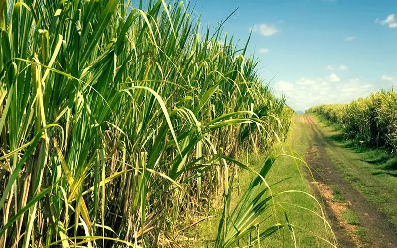 Conheça o biofertilizante Power Cana