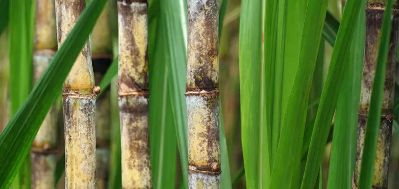 Qual é o melhor biofertilizante para o arranque vegetativo mais rápido?