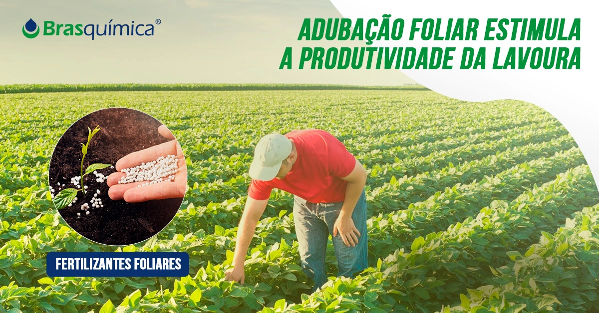 Adubação foliar estimula a produtividade da lavoura