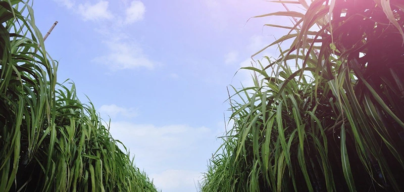 Como potencializar o cultivo da cana de açúcar