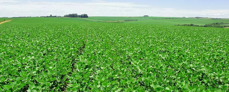 O que são fertilizantes foliares?